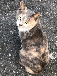 neko101